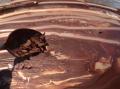 Chocolat en copeaux